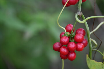 Ripe fruits of Tinospora cordifolia. Its common names Giloy, Guduchi and 
 heart leaved moonseed. It has been used in Ayurveda in an attempt to treat various disorders. Red berries in vine.
