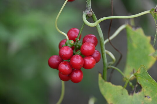 Ripe fruits of&nbsp;Tinospora cordifolia. Its common names Giloy, Guduchi and 
&nbsp;heart leaved moonseed. It has been used in&nbsp;Ayurveda&nbsp;in an attempt to treat various disorders. Red berries in vine.
