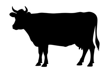 Silhouette of cow domestic animal