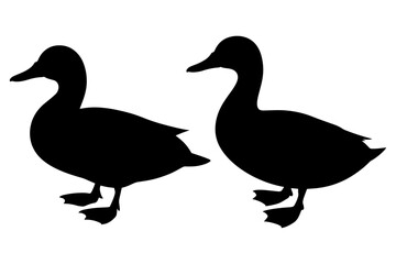 Silhouette of duck wildlife animal