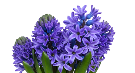 Vibrant purple hyacinth flowers in full bloom, perfect for spring designs, creating a fresh and elegant feel, ideal for beauty and wellness themes isolated on white background