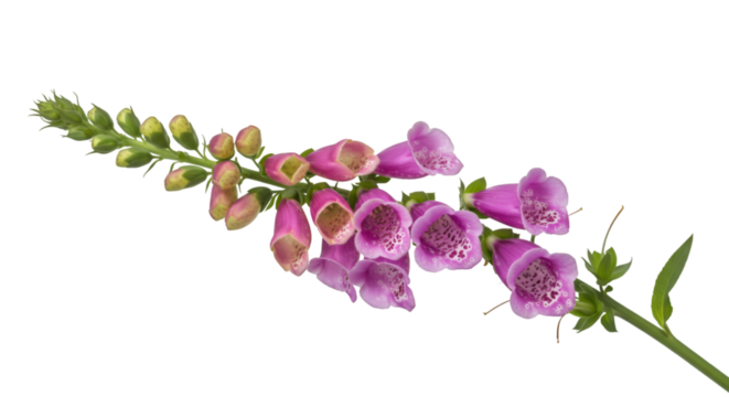 Elegant blooming foxglove flowers with vibrant pink hues, perfect for botanical designs and spring celebrations isolated on white background