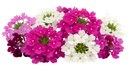 Vibrant cluster of Verbena flowers in shades of pink and white, perfect for adding a touch of natural beauty and elegance. isolated on white background