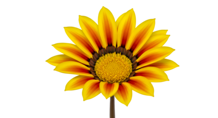 yellow flower isolated on white