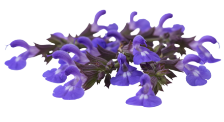 blue iris flower isolated