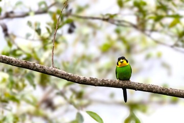 Long tailed broad billed perching on a tree branch in natural habitat