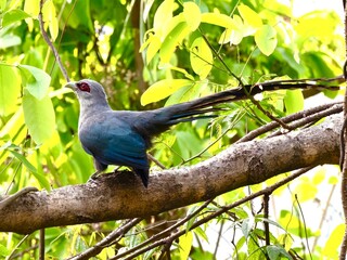 bird on a branch, Green billed malkoha perching on a tree branch in natural habitat