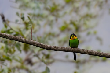 blue tit on branch, Long tailed broad billed perching on a tree branch in natural habitat