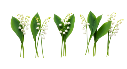 green grass isolated on white