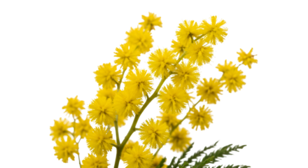 yellow flowers isolated on white background