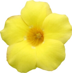 Fototapeta premium beautiful flowers on transparent background