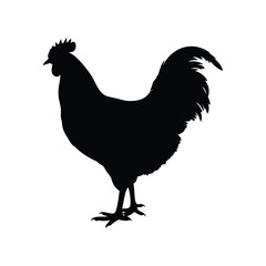Black silhouette of a rooster standing on a white background illustration, chicken  silhouette vector illustration