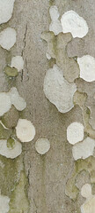 Color of bark American sycamore tree. Spotted peeling natural texture of bark sycamore, full frame, abstract background. Close-up. Copy space. Selective focus.