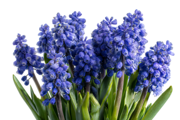blue hyacinth isolated on white