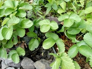 Strawberry fruit planting agricultural concept.