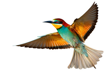 Fototapeta premium Vibrant European Bee eater in flight against black background.