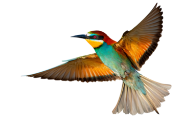 Vibrant European Bee eater in flight against black background.