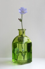 Minimalist still life with chicory flower in vintage glass vase on a light background.