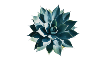 Close up of a vibrant teal agave succulent against a black background.