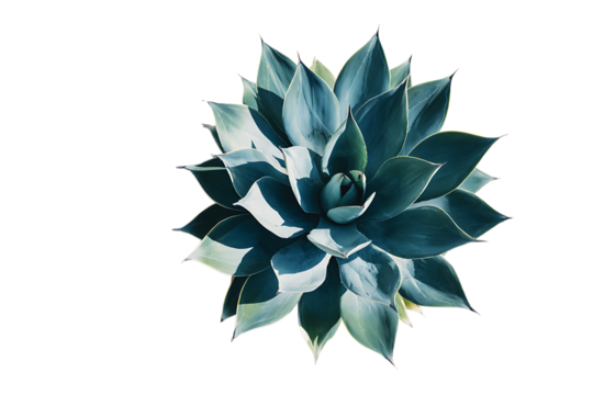 Close up of a vibrant teal agave succulent against a black background.