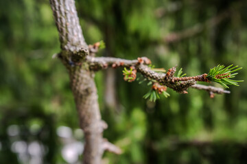 Neue Triebe an einem Baumzweig im Wald während des Spätsommers in Deutschland