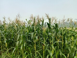 Corn plants (Zea mays) in the morning countryside.