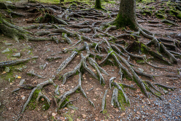 Baumwurzeln bedecken den Boden eines schattigen Waldes im Spätsommer