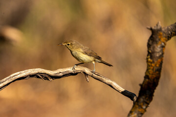 Common chiffchaff (Phylloscopus collybita) photographed in Spain