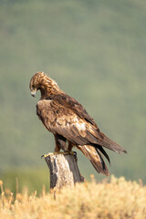Golden eagle (Aquila chrysaetos) photographed in Spain