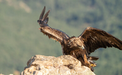 Golden eagle (Aquila chrysaetos) photographed in Spain