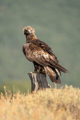 Golden eagle (Aquila chrysaetos) photographed in Spain