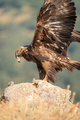 Golden eagle (Aquila chrysaetos) photographed in Spain