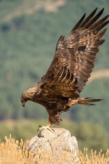 Golden eagle (Aquila chrysaetos) photographed in Spain