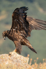 Golden eagle (Aquila chrysaetos) photographed in Spain