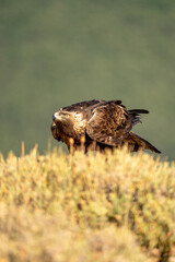 Golden eagle (Aquila chrysaetos) photographed in Spain