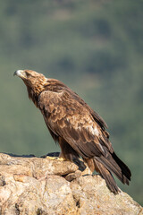 Golden eagle (Aquila chrysaetos) photographed in Spain