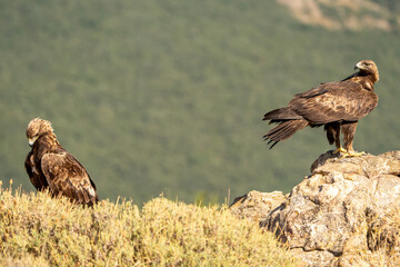 Golden eagle (Aquila chrysaetos) photographed in Spain