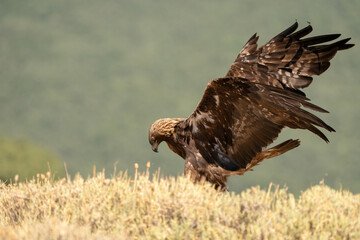 Golden eagle (Aquila chrysaetos) photographed in Spain