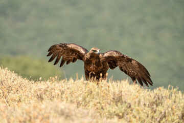 Golden eagle (Aquila chrysaetos) photographed in Spain