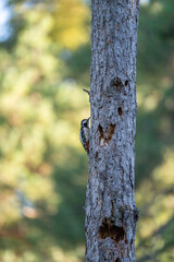 Great spotted woodpecker (Dendrocopos major) photographed in Spain