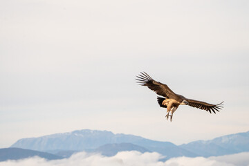 Griffon vulture (Gyps fulvus) photographed in Spain