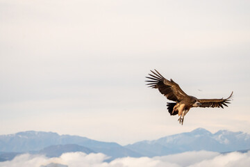 Griffon vulture (Gyps fulvus) photographed in Spain