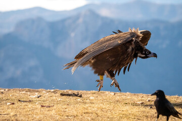 Black vulture (Aegypius monachus) photographed in Spain