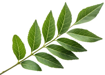 Fototapeta premium curry leaf
