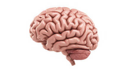 Detailed human brain anatomy realistic 3d render showing cerebrum cerebellum and brainstem for medical science transparent background