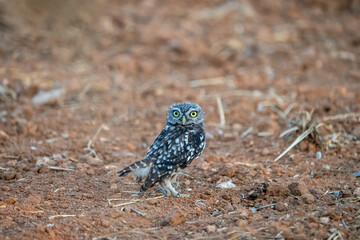 Little Owl (Athene noctua) photographed in Spain