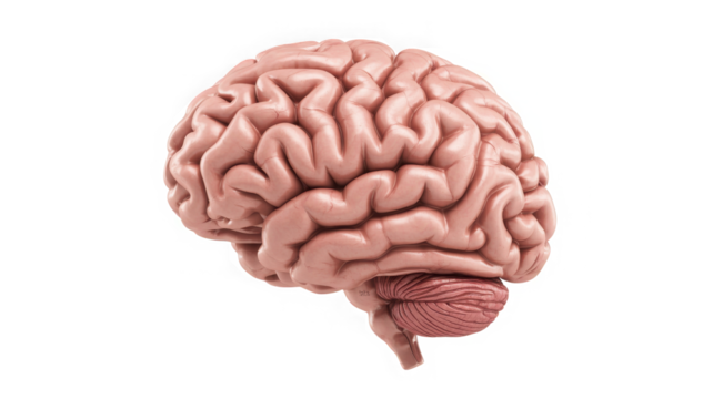 Detailed human brain anatomy realistic 3d render showing cerebrum cerebellum and brainstem for medical science transparent background - Powered by Adobe