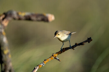 Common Chiffchaff (Phylloscopus collybita) photographed in Spain