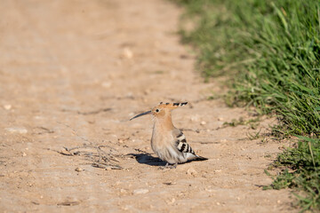 Common hoopoe (Upupa epops) photographed in Spain © AngelEnrique