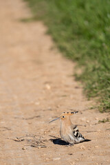 Common hoopoe (Upupa epops) photographed in Spain © AngelEnrique